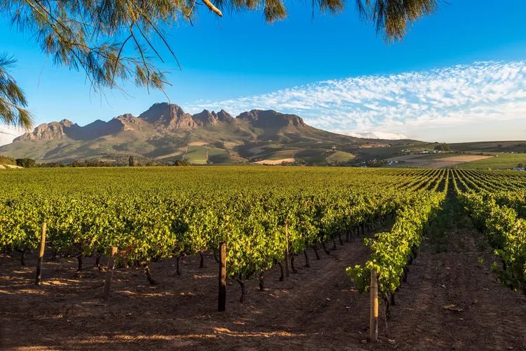 5 grunde til at elske sydafrikansk vin – og én du nok ikke kendte - DH Wines