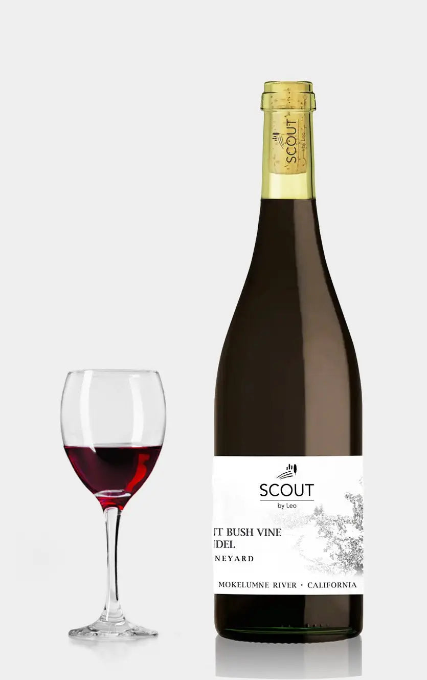 Ancient bush vine Zinfandel Mokelumne River Scout 2023